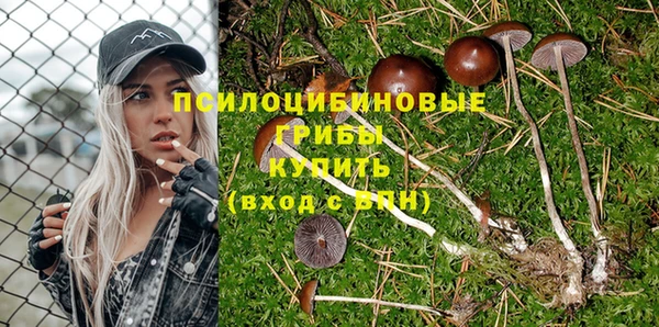 PSILOCYBIN Бородино